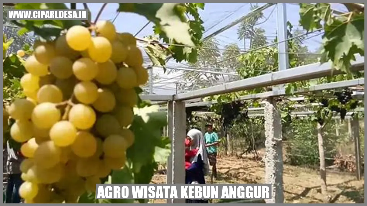 Agro Wisata Kebun Anggur