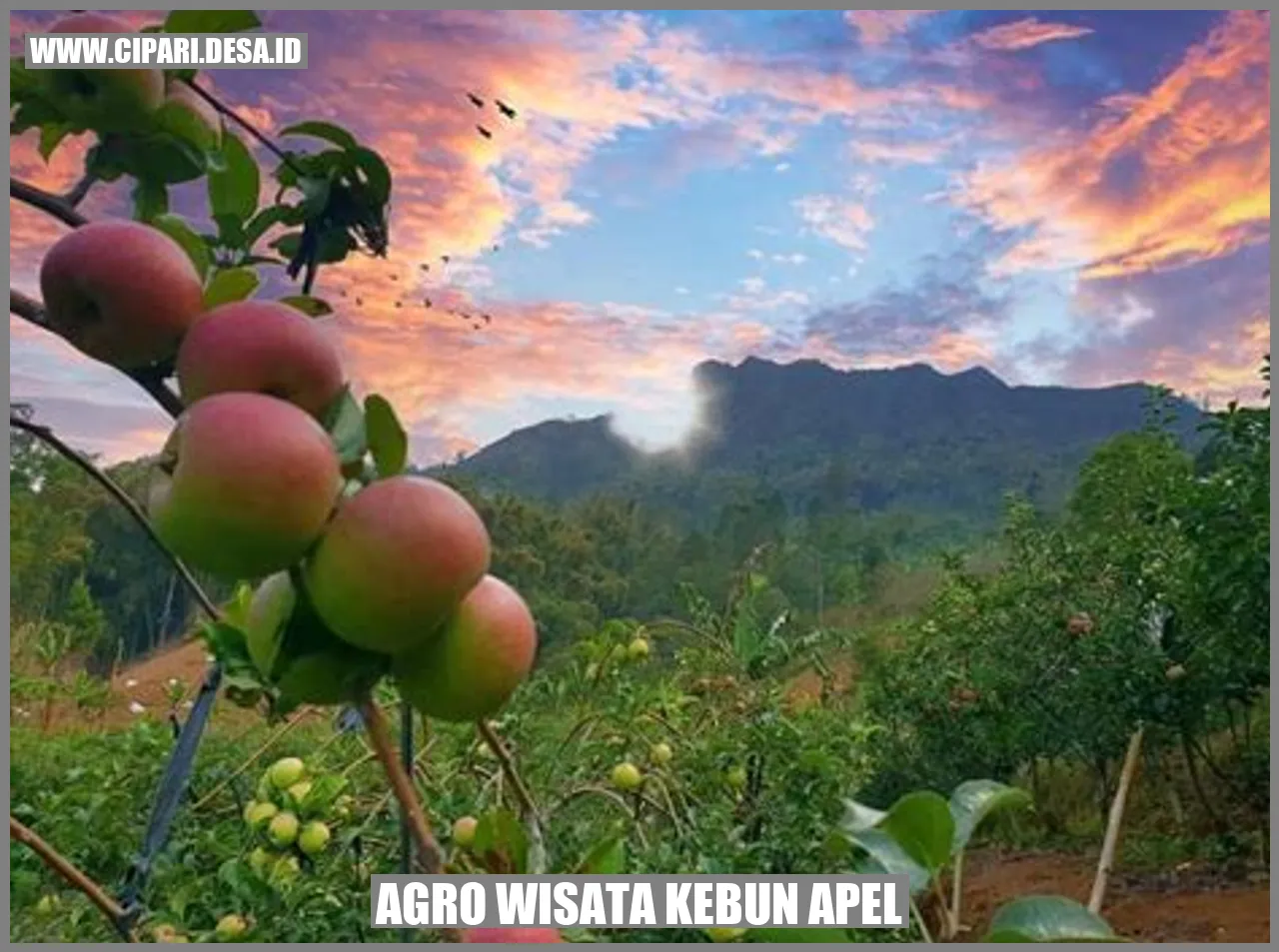 Agro Wisata Kebun Apel