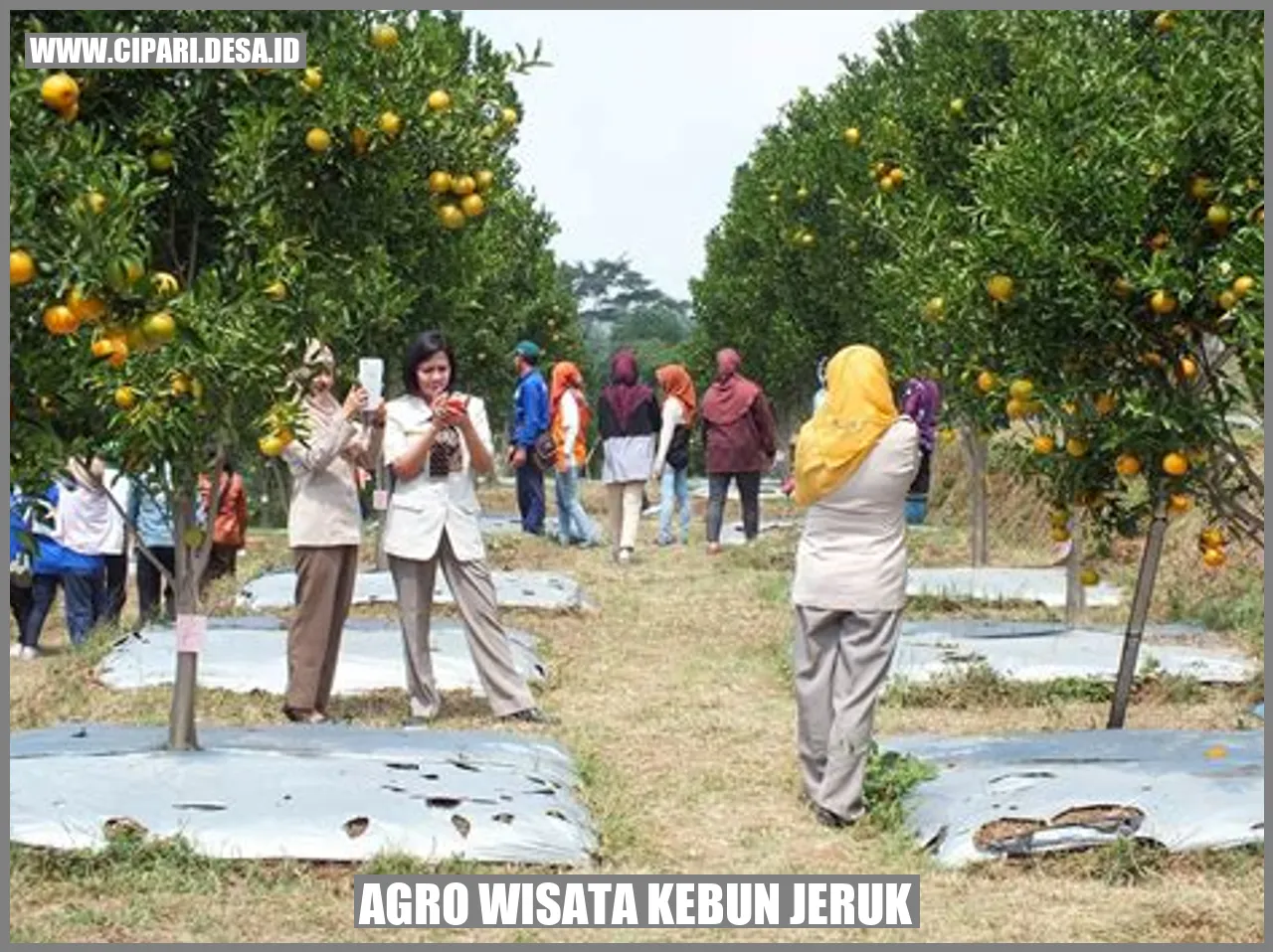 Agro Wisata Kebun Jeruk