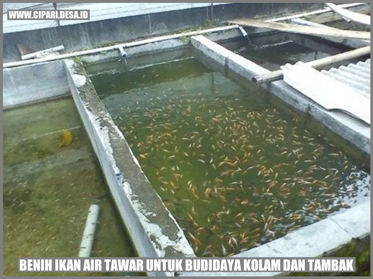 Benih Ikan Air Tawar untuk Budidaya Kolam dan Tambak