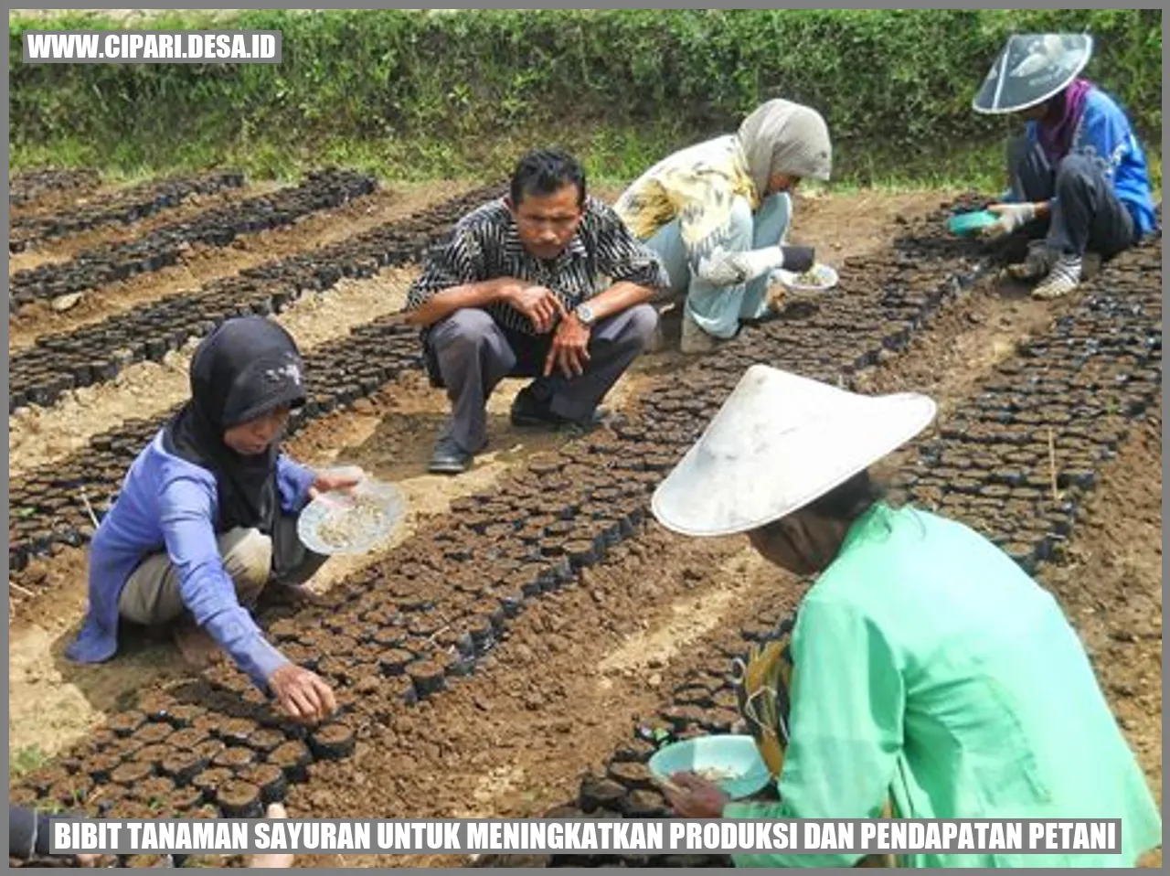 Bibit Tanaman Sayuran untuk Meningkatkan Produksi dan Pendapatan Petani