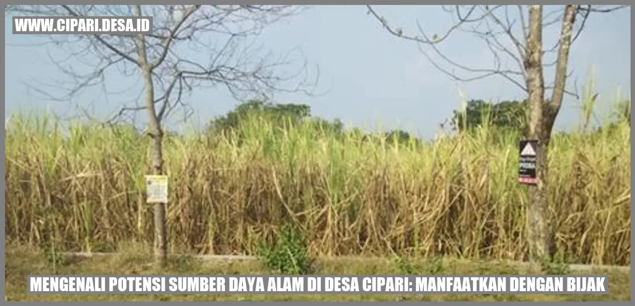 Potensi Pertanian di Desa Cipari