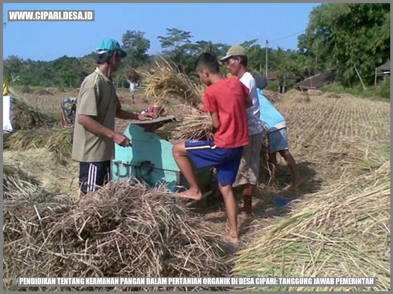 Pendidikan tentang Keamanan Pangan dalam Pertanian Organik di Desa Cipari: Tanggung Jawab Pemerintah