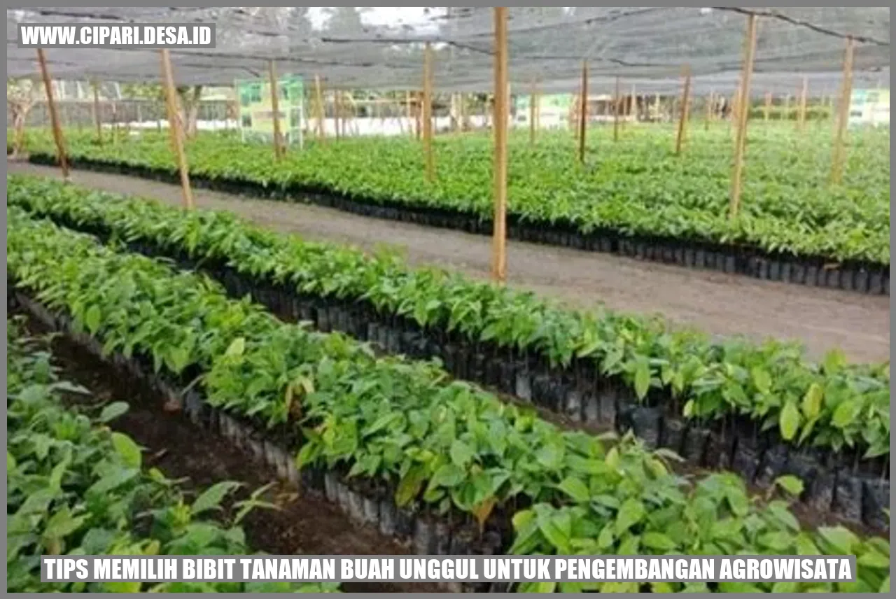 Tips Memilih Bibit Tanaman Buah Unggul untuk Pengembangan Agrowisata