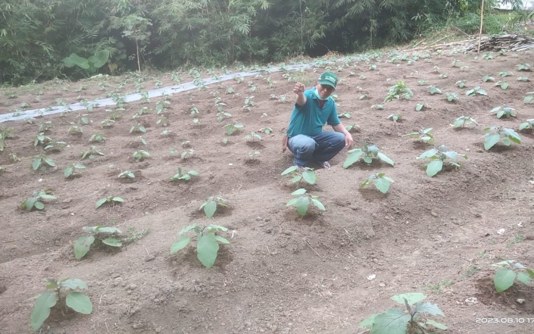 Menggali Potensi Tanaman Terong dan Cabe Rawit